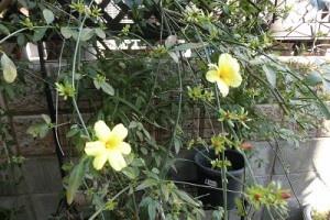 CIMG9068